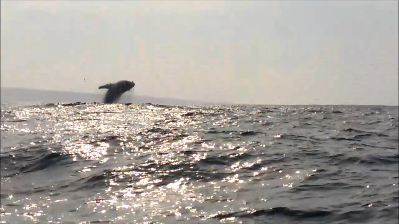 Humpbacks